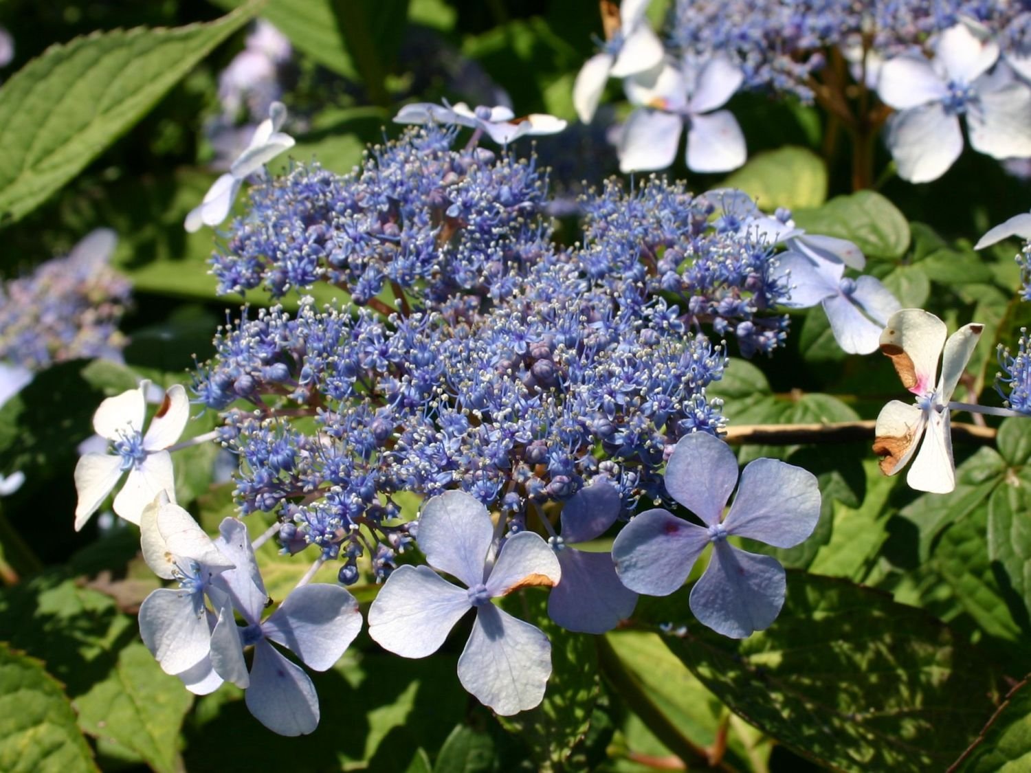 Hydrangea serrata 'Bluebird'